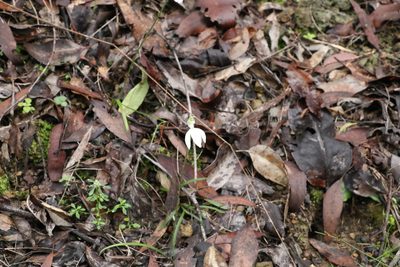 Caladenia picta, photographed by Greg Tasney