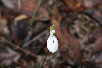 Caladenia picta, photographed by Greg Tasney
