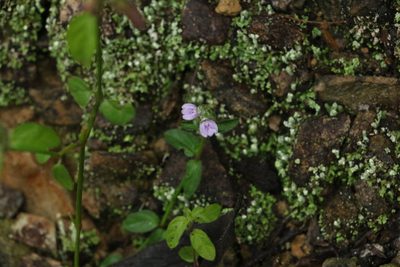 Rostellularia obtusa, photographed by Greg Tasney