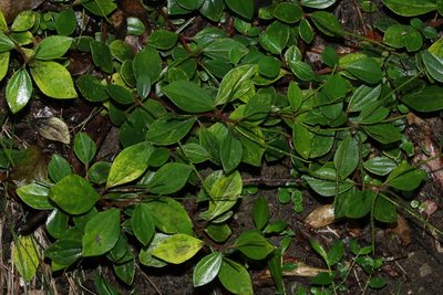 Peperomia leptostachya, photographed by Greg Tasney