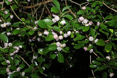 Acronychia laevis, photographed by Greg Tasney