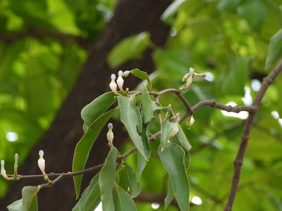 Macrosolen capitellatus, photographed by Dinesh Valke