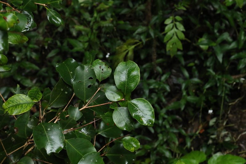 Rhodamnia dumicola, photographed by Greg Tasney