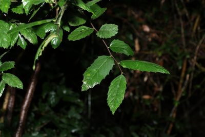 Aphananthe philippinensis, photographed by Greg Tasney