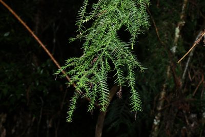 Araucaria cunninghamii, photographed by Greg Tasney