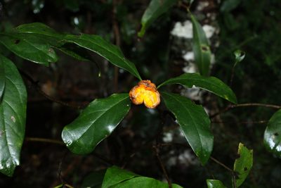 Pittosporum revolutum, photographed by Greg Tasney