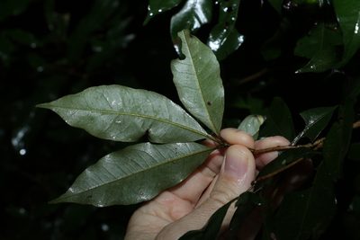 Heritiera trifoliolata, photographed by Greg Tasney