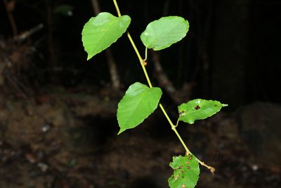 Apocissus antarctica, photographed by Greg Tasney