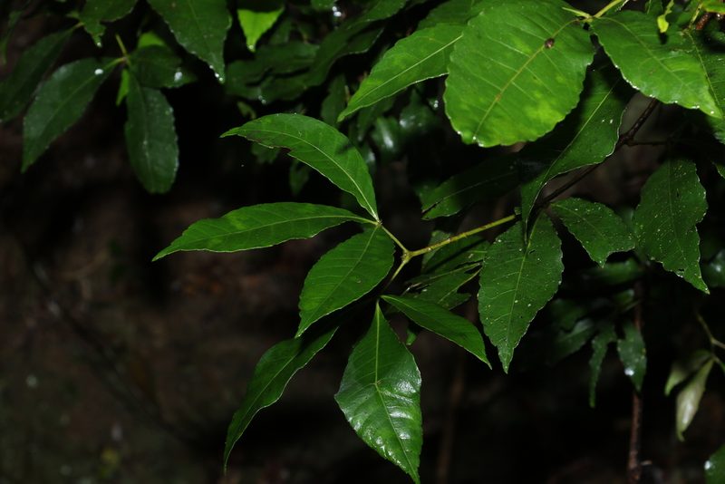 Pseudoweinmannia lachnocarpa, photographed by Greg Tasney