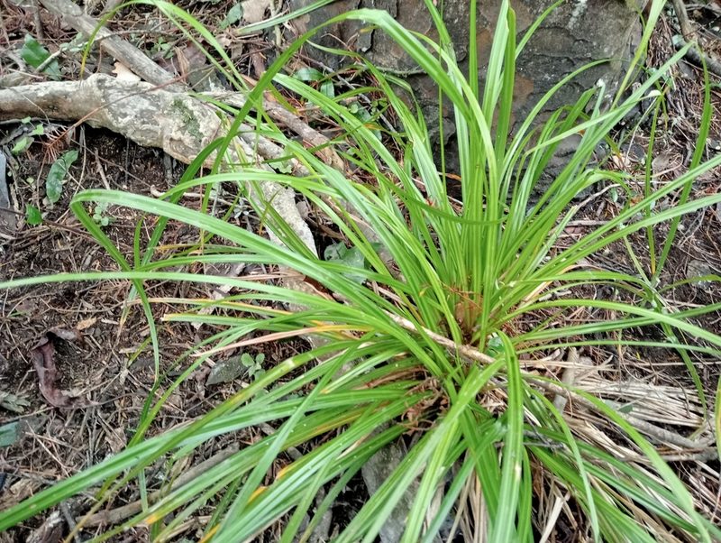 Carex forsteri, photographed by John Barkla