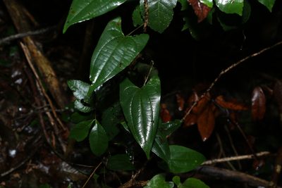 Dioscorea transversa, photographed by Greg Tasney