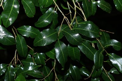 Drypetes deplanchei, photographed by Greg Tasney