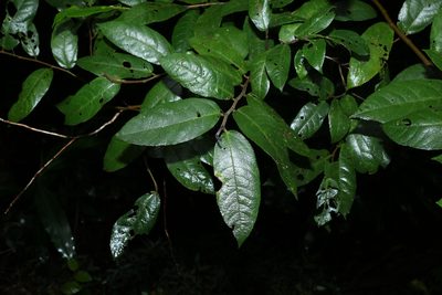 Ficus coronata, photographed by Greg Tasney