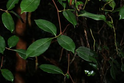 Tetrastigma nitens, photographed by Greg Tasney
