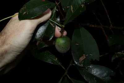 Planchonella australis, photographed by Greg Tasney