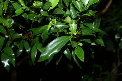 Cryptocarya laevigata, photographed by Greg Tasney
