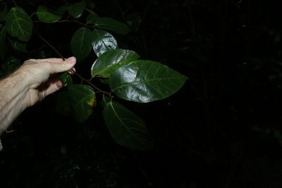 Ficus fraseri, photographed by Greg Tasney