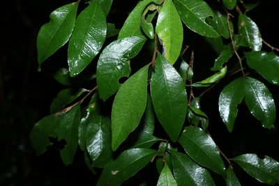 Planchonella myrsinifolia, photographed by Greg Tasney