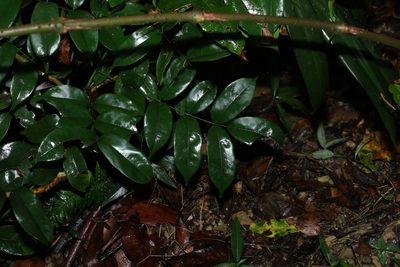 Austrocallerya megasperma, photographed by Greg Tasney