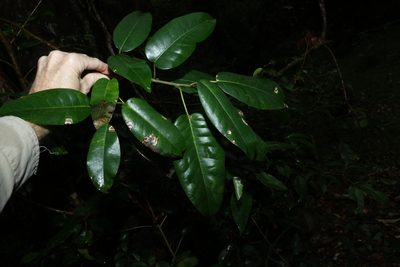 Ficus virens, photographed by Greg Tasney