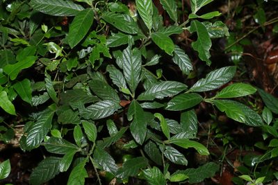 Psychotria loniceroides, photographed by Greg Tasney