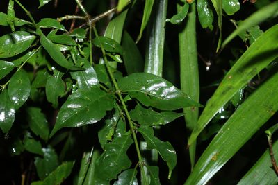 Gynochthodes jasminoides, photographed by Greg Tasney