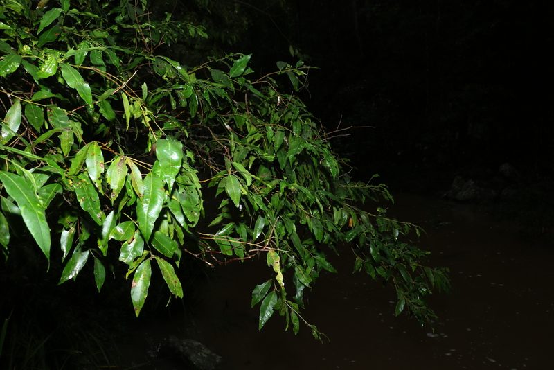 Syzygium floribundum, photographed by Greg Tasney