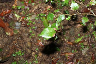 Alchornea ilicifolia, photographed by Greg Tasney