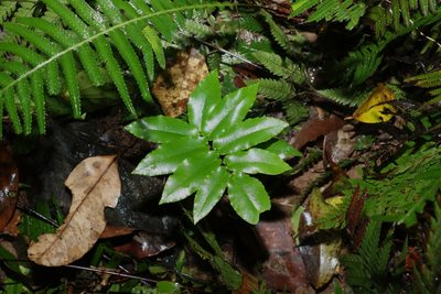 Pellaea paradoxa, photographed by Greg Tasney