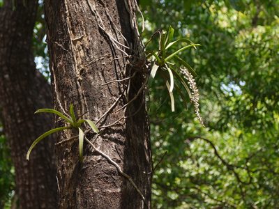 Rhynchostylis retusa, photographed by Dinesh Valke