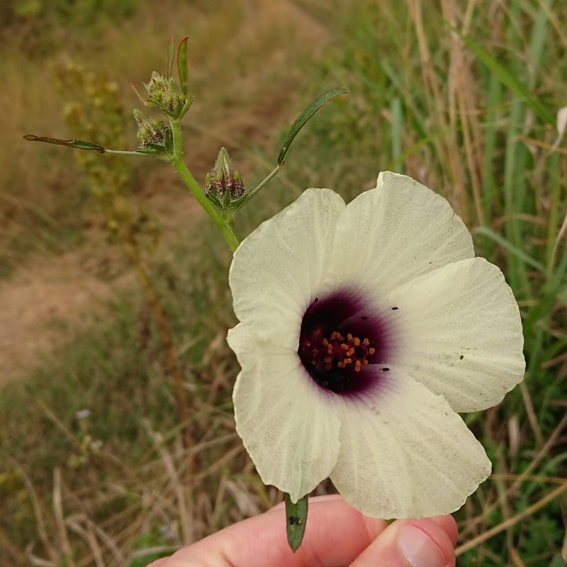 Sabdariffa cannabina, photographed by Nick Schaller