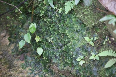 Dumortiera hirsuta, photographed by 胡正恆(Jackson Hu)