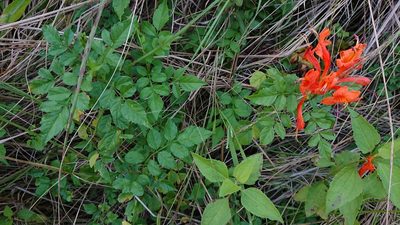 Tecomaria capensis, photographed by Nick Schaller