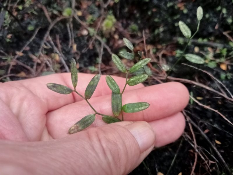 Luzuriaga parviflora, photographed by John Barkla