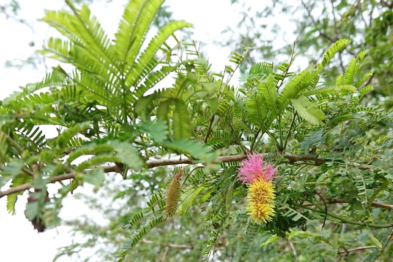 Dichrostachys cinerea, photographed by Nick Schaller