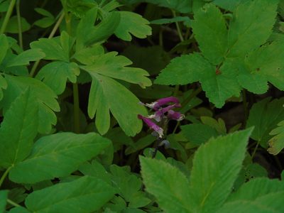 Corydalis cava, photographed by E. Borchert