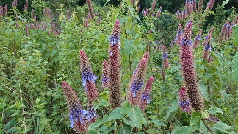 Coleus livingstonei, photographed by Nick Schaller