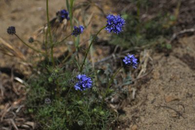 Gilia capitata, photographed by Nathanael Aff