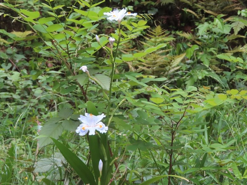 Iris japonica, photographed by mami_t_t