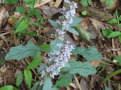 Ajuga nipponensis, photographed by mami_t_t