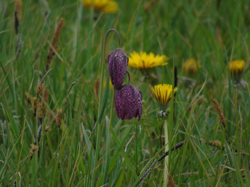 Fritillaria meleagris, photographed by E. Borchert
