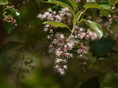 Lagerstroemia microcarpa, photographed by Dinesh Valke