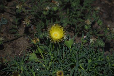Conicosia pugioniformis
