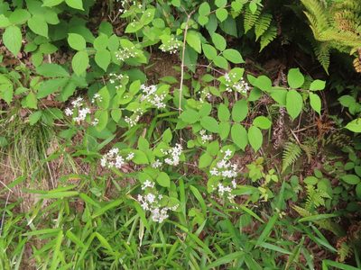 Deutzia scabra, photographed by mami_t_t