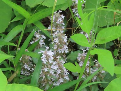 Ajuga nipponensis