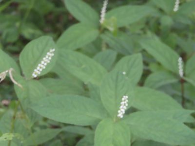 Chloranthus serratus, photographed by mami_t_t