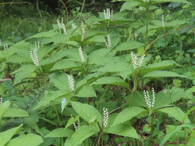 Chloranthus serratus, photographed by mami_t_t