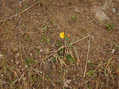 Hieracium levicaule, photographed by Jon Sullivan
