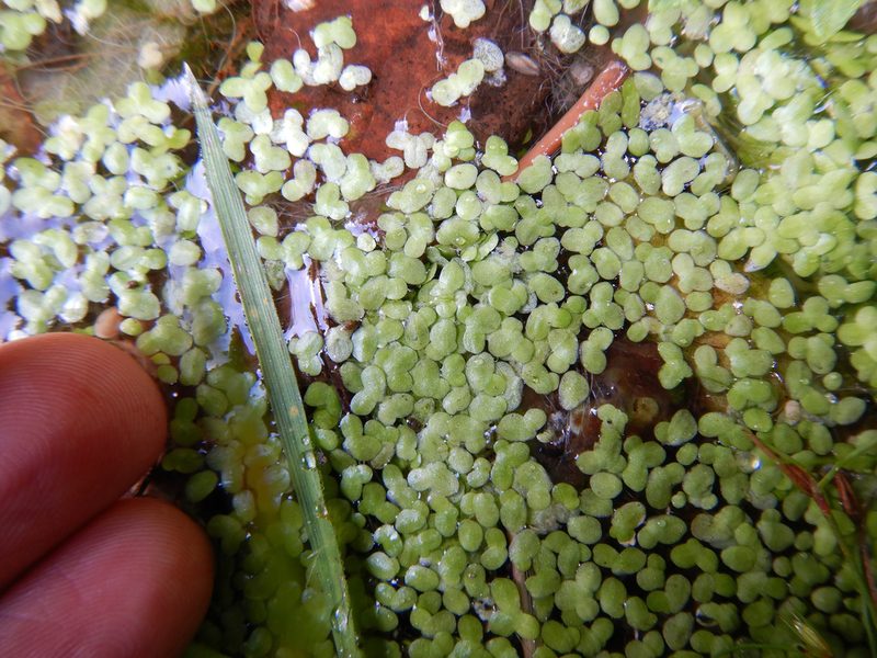 Lemna disperma, photographed by Jon Sullivan