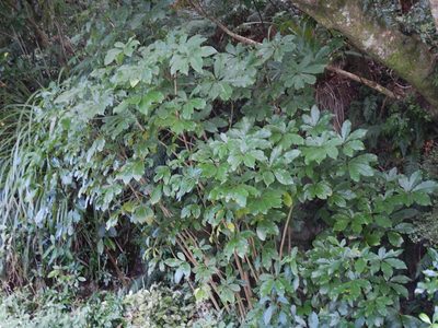 Schefflera digitata, photographed by Jon Sullivan